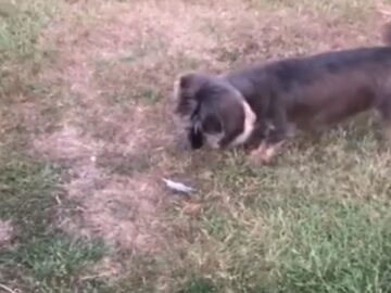Fearless-Dachshund-takes-on-feathers-in-hilarious-showdown-Super.jpg