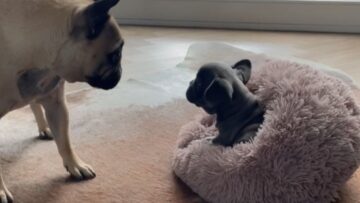 French-Bulldogs-Joyful-Introduction-to-New-Puppy-Sister-Will-Melt.jpg