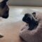 French Bulldog’s Joyful Introduction to New Puppy Sister Will Melt Your Heart | Heartwarming
