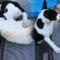Funny Dog & Cat Wrestle in Adorable Battle | Super Cute