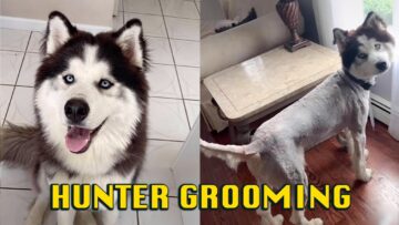 Furry-Surprise-When-Your-Pets-Groomer-Has-a-Haircut-Mix-Up.jpg
