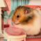 Gen Z’s Adorable Hamster Dream Dollhouse | Super Cute