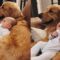 Golden Retriever & Babies: Best Friends Forever | Super Cute