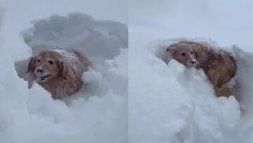 Golden-Retriever-Dog-Lovingly-Playing-in-Snow-Super-Cute.jpg