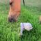 Grass-eating Dog Bonds with Horse | Super Cute