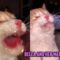 Hilarious Cat Drinks Water from Bottle | Super Cute