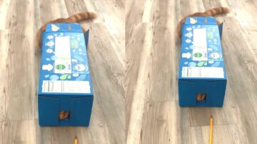 Hilarious-Cat-Entertained-by-Box-and-Pencil-Super-Cute.jpg