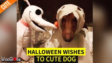 Hilarious-Dog-Halloween-Costume-Compilations-Super-Cute.jpg