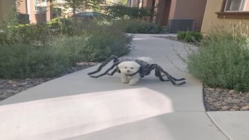 Hilarious-Dog-in-Spider-Costume-Adorable.jpg