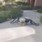 Hilarious Dog in Spider Costume | Adorable