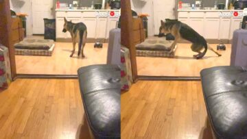Hilarious-Dog-vs-Toy-Car-Watch-the-Epic-Fails-That.jpg