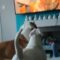 Hilarious search for TV pups by confused dogs | Adorable