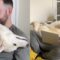 Husky Rejects ‘Working From Home’ Idea | Super Cute