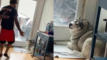 Huskys-Heartwarming-Howls-Demand-Outdoor-Adventure-Adorable.jpg