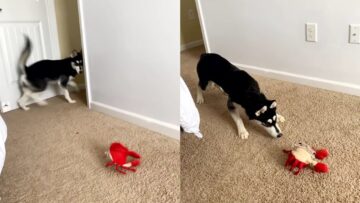 Huskys-Hilariously-Adorable-Reaction-to-Moving-Crab-Toy-Cute.jpg