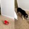Husky’s Hilariously Adorable Reaction to Moving Crab Toy! | Cute
