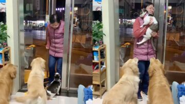 Loving-Pets-Give-Owner-Super-Cute-Welcome.jpg
