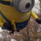 Macy’s Thanksgiving Parade Minion Balloon Steals Show | Super Cute