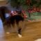 Maine Coon’s Hilarious Tail-Chasing Antics | Adorable