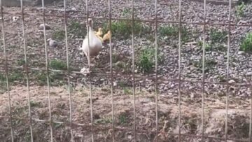 Mama-Ducks-Heroic-Rescue-of-Her-Adorable-Duckling-Heartwarming.jpg