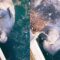 Manatee Cutely Drinks Water from Hose | Adorable