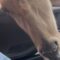 Nilgai Sneaks a Snack from Girl’s Lap – Epic Food Heist! | Try Not to Laugh