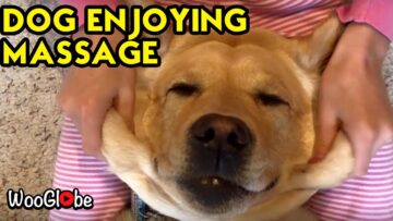 Pampered-Pup-Adorable-Dog-Getting-Relaxing-Massage-Super-Cute.jpg