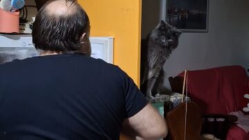 Pawsitively-Sneaky-Cats-Hilarious-Feline-Pranks-You-Cant-Miss.jpg
