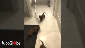 Playful-Puppies-Go-Wild-with-Toilet-Paper-Adorable.jpg