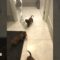 Playful Puppies Go Wild with Toilet Paper | Adorable