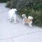 Playful Samoyed Pup Bonds with Senior Dog | Heartwarming Dog Duo Adorable