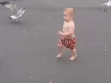 Playful-boy-interrupts-seagulls-lunch-Exciting-chase-ensues-Super.jpg