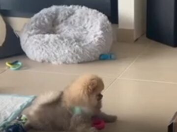 Pomeranians-adorable-screech-when-surprised-by-cat-Super-Cute.jpg