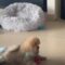 Pomeranian’s adorable screech when surprised by cat | Super Cute