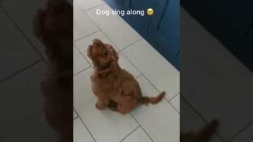 Pup-adorably-harmonizes-with-dads-singing-Cute.jpg