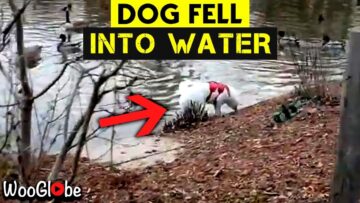 Puppy-Falls-Into-Lake-Adorable.jpg