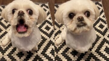 Puppy-has-hilarious-response-to-trigger-word-Super-Cute.jpg