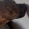 Puppy surprises human by eating moth | Super Cute