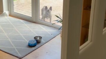 Pups-ecstatic-reunion-with-dad-at-home-Adorable.jpg