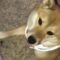 Shiba Inu melts hearts by saying ‘I Love You’ to owner | Adorable