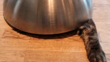 Sly-kitten-becomes-expert-bowl-ninja-Adorable.jpg