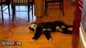 Stubborn-Pup-Wont-Budge-for-Walk-Adorable.jpg