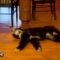 Stubborn Pup Won’t Budge for Walk | Adorable