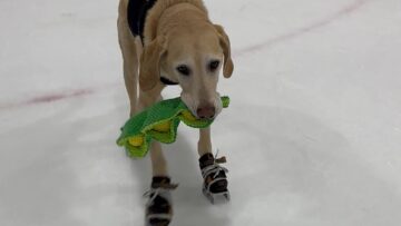 Super-Cute-Watch-the-Worlds-First-Ice-Skating-Dog-with-His.jpg