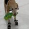 Super Cute: Watch the World’s First Ice-Skating Dog with His Favorite Toy! 🐕⛸️| Cute