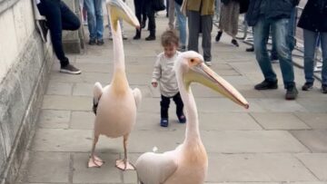 Toddlers-adorable-friendship-offer-rejected-by-hungry-pelican-Super.jpg