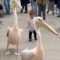 Toddler’s adorable friendship offer rejected by hungry pelican | Super Cute