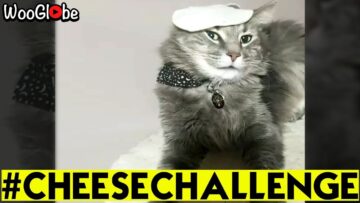 Ultimate-Cat-Cheese-Challenge-Adorable.jpg