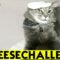 Ultimate Cat Cheese Challenge | Adorable