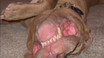 Watch-This-Adorable-Dog-Nap-After-a-Day-of-Protecting.jpg